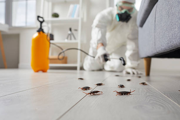 Commercial Kitchen Cockroach Control in New Cordell